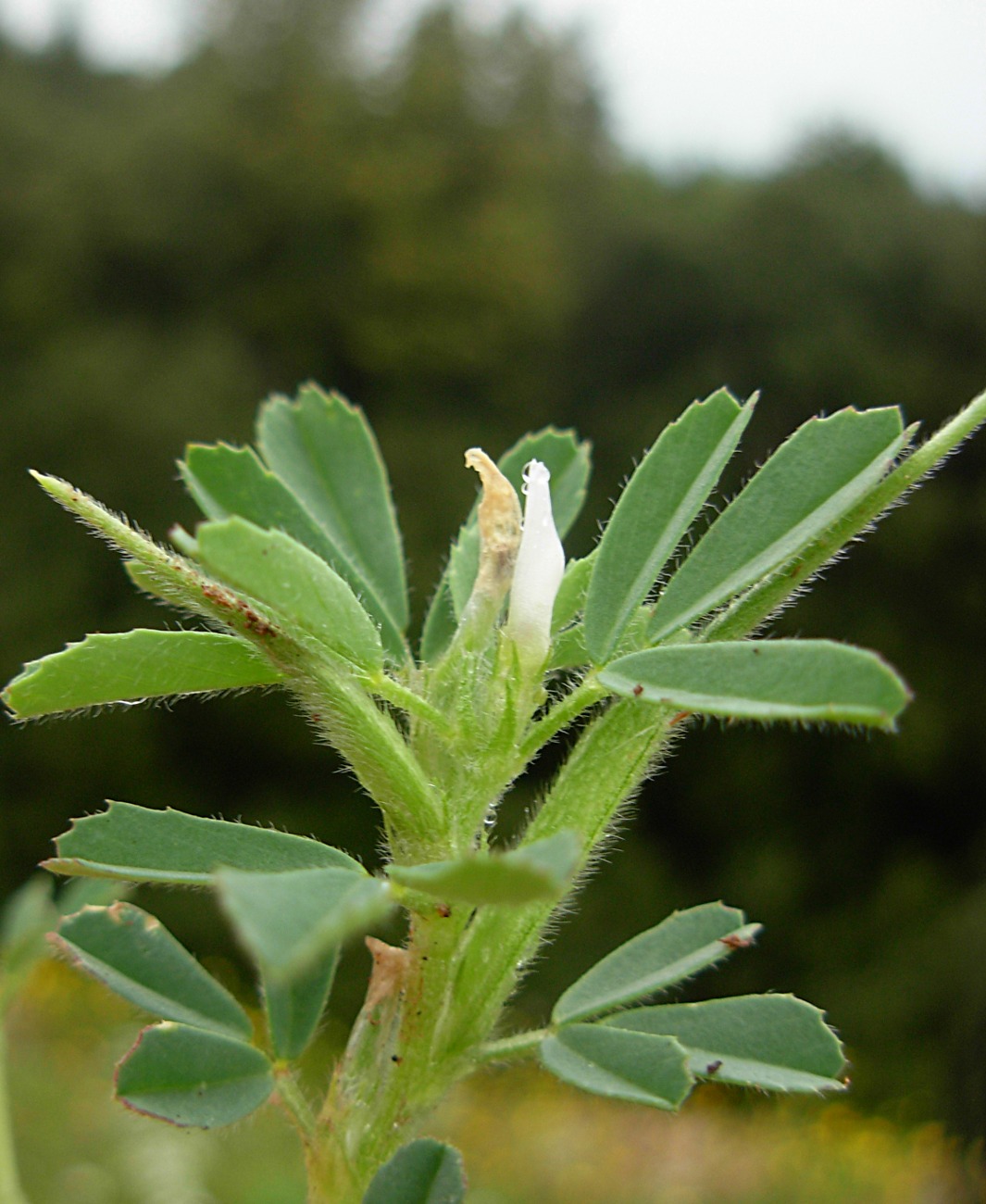 Trigonella gladiata M. Bieb./Fieno greco selvatico